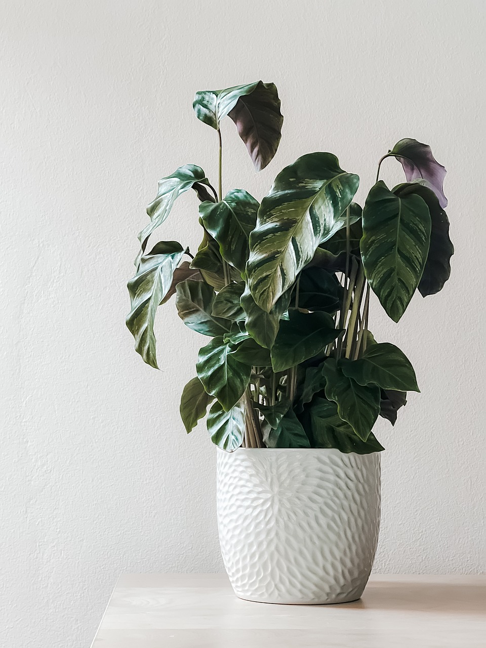 houseplant, potted plant, decor-7367379.jpg